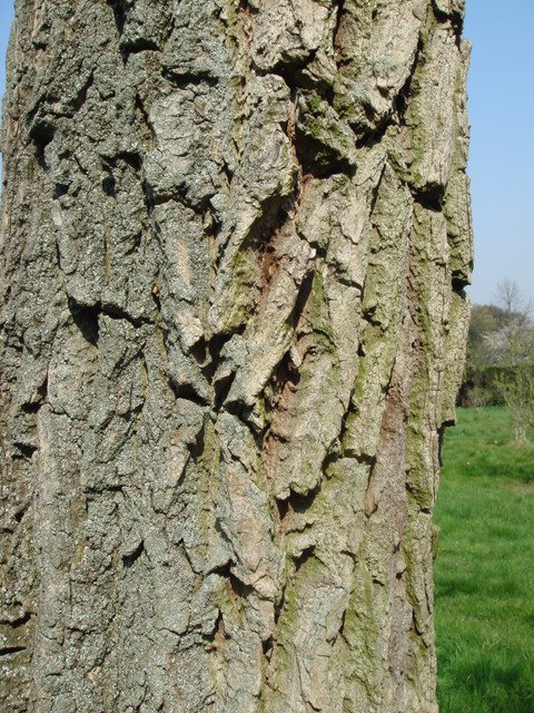 Ehretia dicksonii ecorce